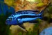 Melanochromis Maingano Malawi cyaneorhabdos